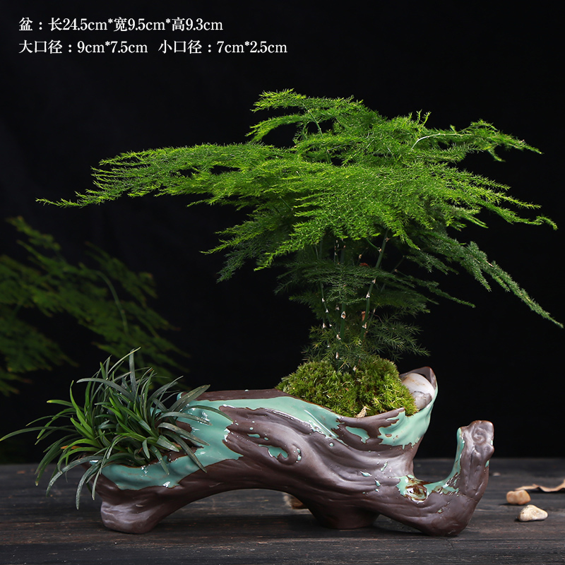 別具風(fēng)味的文竹陶瓷盆景，禪意小和尚盆景圖片