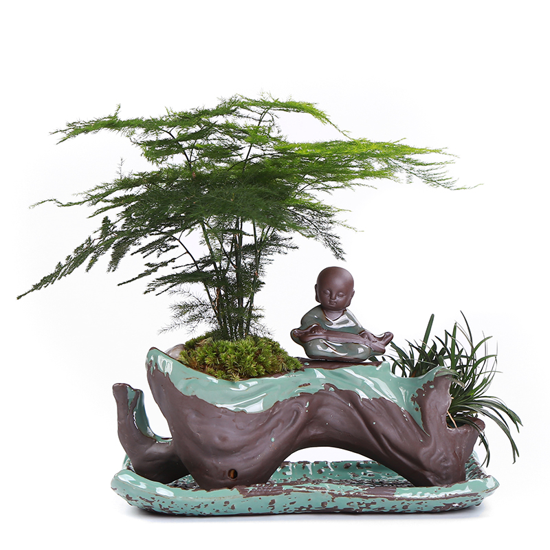 別具風(fēng)味的文竹陶瓷盆景，禪意小和尚盆景圖片