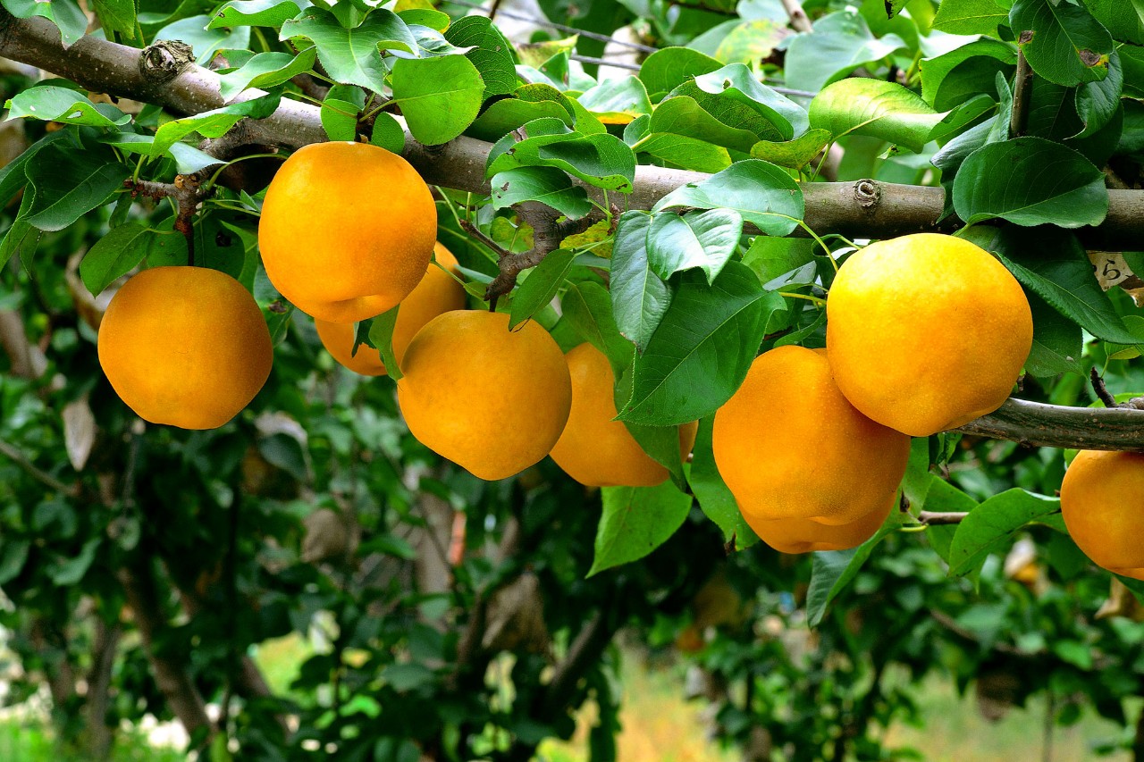 民俗驚蟄含義：驚蟄時(shí)節(jié)春雷一響萬(wàn)物長(zhǎng)