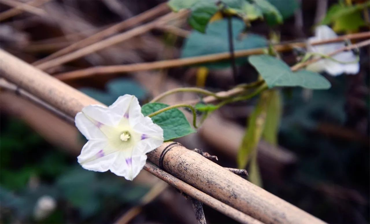 中香界·上海別院，萬水千山總是情！