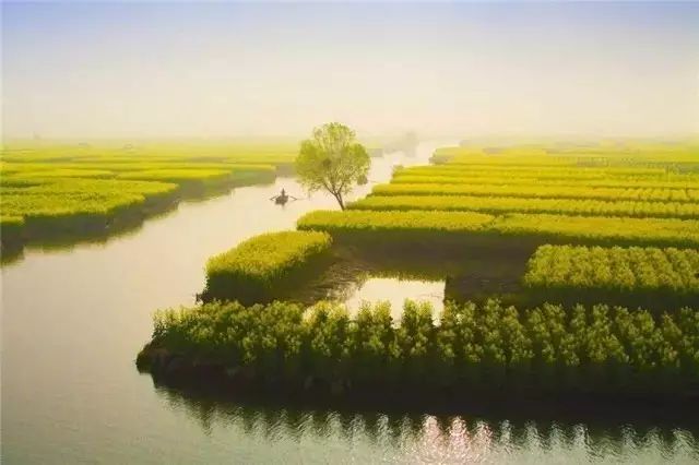 美到窒息的中國(guó)最美油菜花海，邂逅花海風(fēng)景！