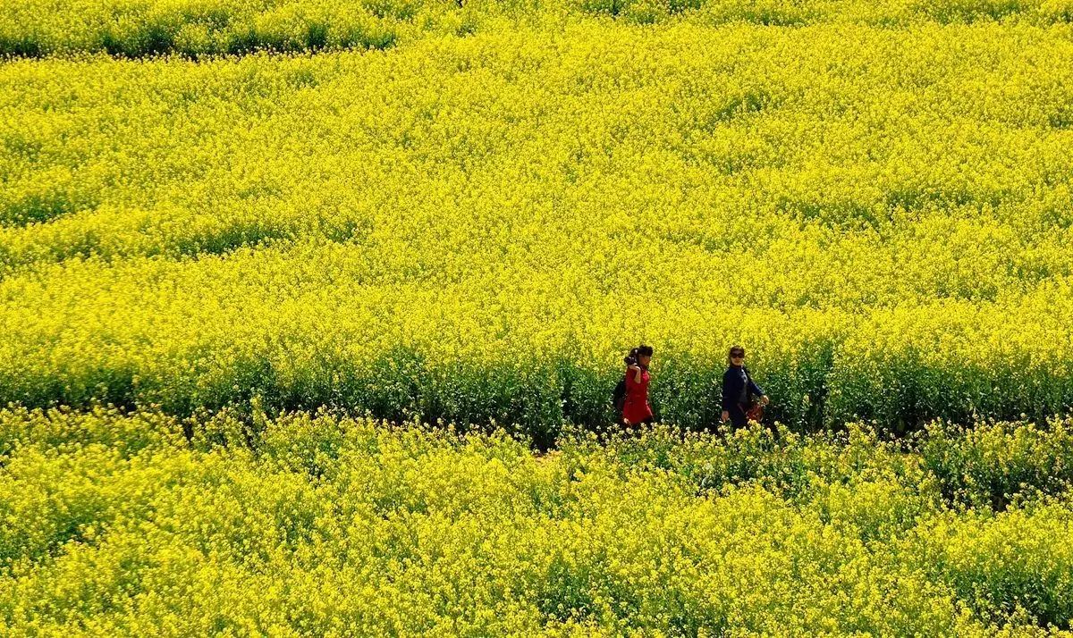 美到窒息的中國最美油菜花海，邂逅花海風(fēng)景！
