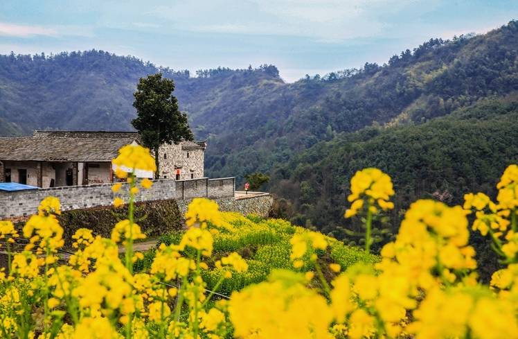 美到窒息的中國最美油菜花海，邂逅花海風(fēng)景！