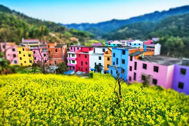 美到窒息的中國最美油菜花海，邂逅花海風(fēng)景！