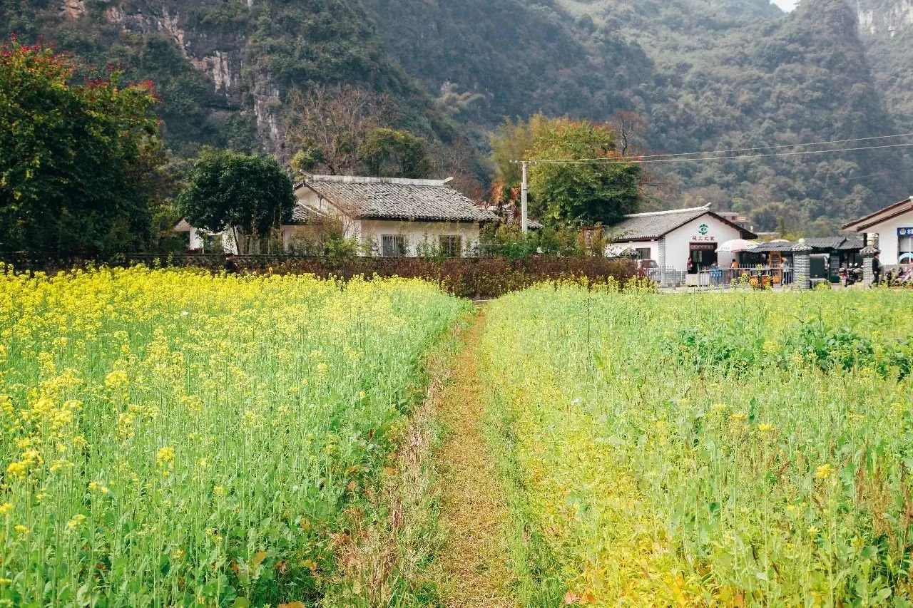 美到窒息的中國最美油菜花海，邂逅花海風景！