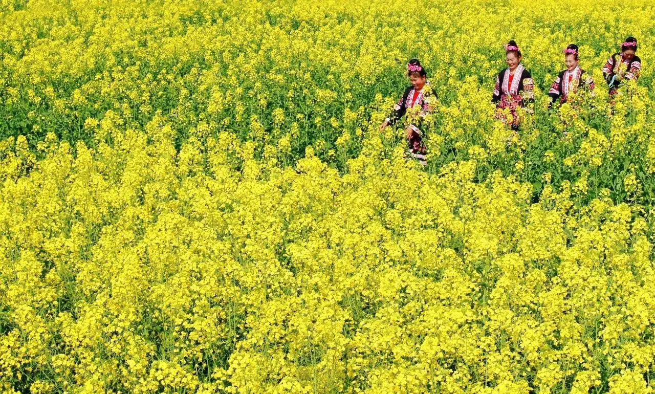 美到窒息的中國(guó)最美油菜花海，邂逅花海風(fēng)景！
