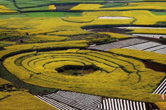美到窒息的中國(guó)最美油菜花海，邂逅花海風(fēng)景！