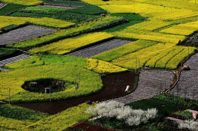 美到窒息的中國(guó)最美油菜花海，邂逅花海風(fēng)景！
