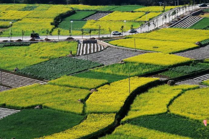 美到窒息的中國(guó)最美油菜花海，邂逅花海風(fēng)景！