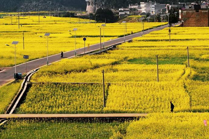 美到窒息的中國(guó)最美油菜花海，邂逅花海風(fēng)景！