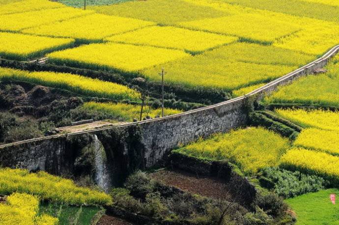 美到窒息的中國(guó)最美油菜花海，邂逅花海風(fēng)景！