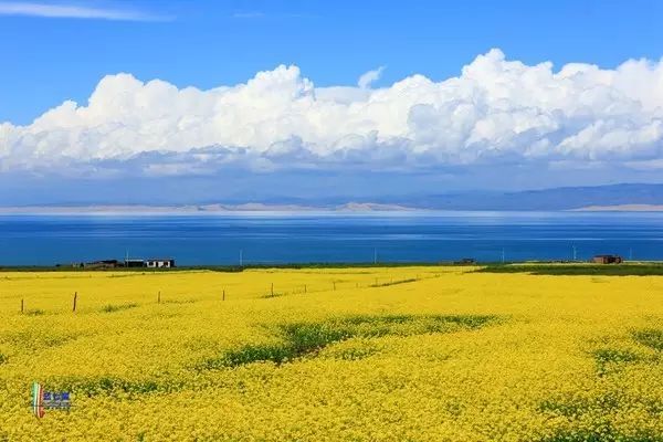 美到窒息的中國最美油菜花海，邂逅花海風景！