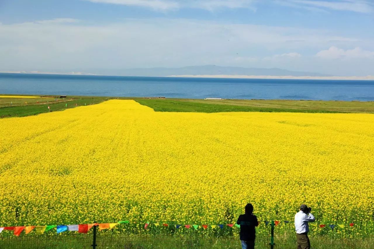 美到窒息的中國最美油菜花海，邂逅花海風景！
