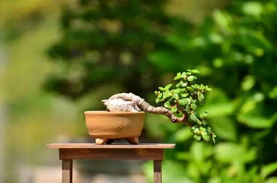 花香滿溢，唯美花藝設(shè)計(jì)！