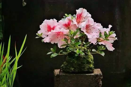 花香滿溢，唯美花藝設(shè)計(jì)！