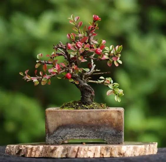 花香滿(mǎn)溢，唯美花藝設(shè)計(jì)！