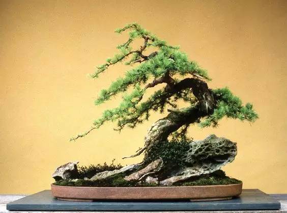 花香滿(mǎn)溢，唯美花藝設(shè)計(jì)！