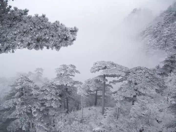雪后黃山風景宛如人間仙境，舞一曲雪中霓裳羽