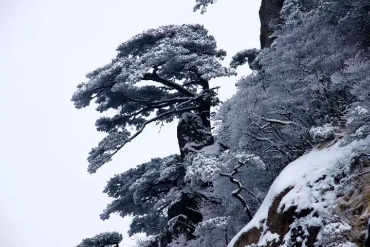 雪后黃山風(fēng)景宛如人間仙境，舞一曲雪中霓裳羽