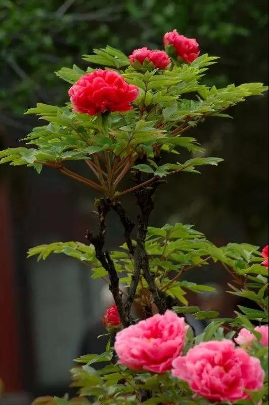 8處風(fēng)景如詩(shī)如畫，春天最值得去的地方！