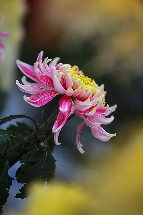 立冬時節(jié)菊繽紛，唯美菊花攝影！