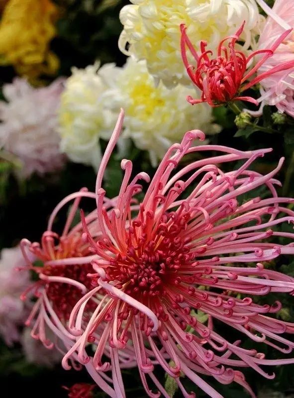 立冬時節(jié)菊繽紛，唯美菊花攝影！