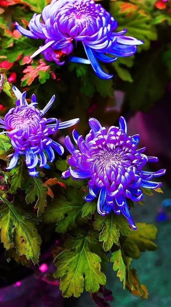 立冬時節(jié)菊繽紛，唯美菊花攝影！