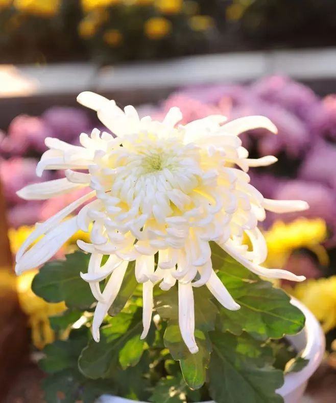 立冬時節(jié)菊繽紛，唯美菊花攝影！