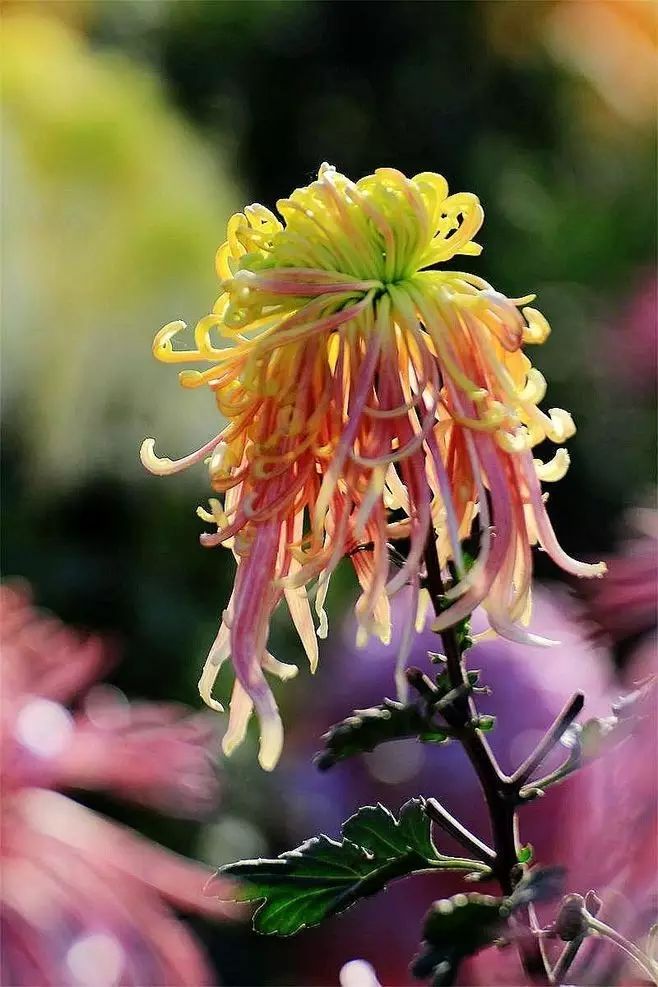 立冬時節(jié)菊繽紛，唯美菊花攝影！