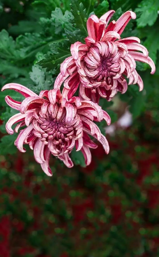 立冬時節(jié)菊繽紛，唯美菊花攝影！