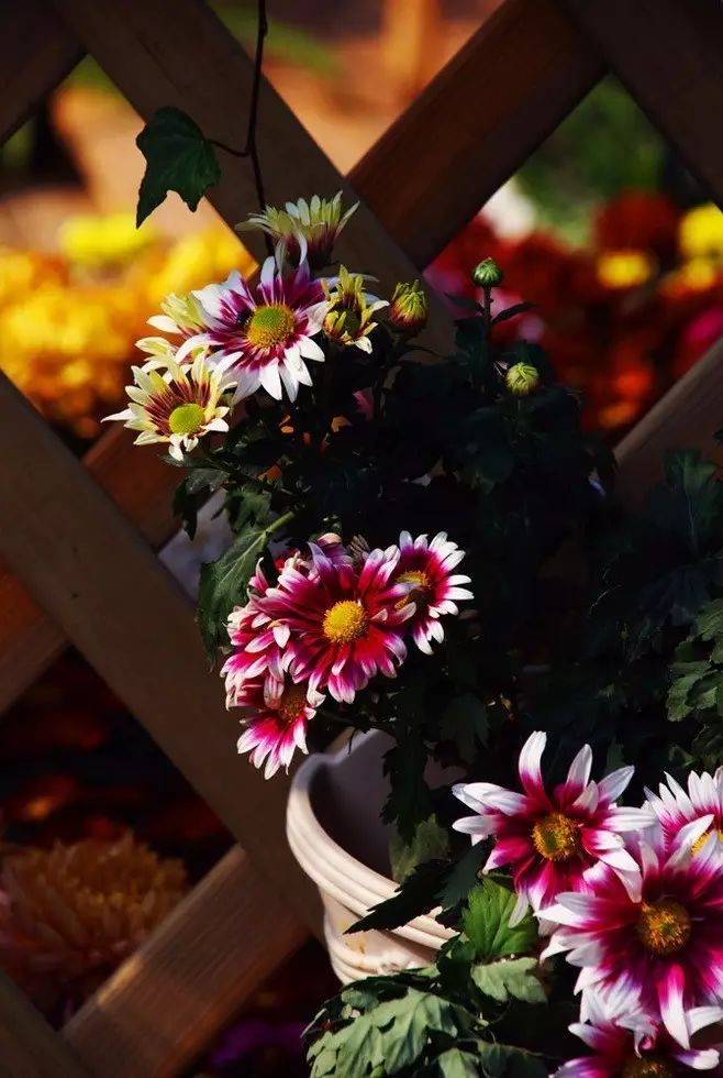 立冬時節(jié)菊繽紛，唯美菊花攝影！