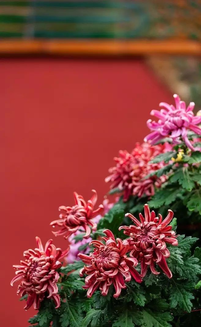 立冬時節(jié)菊繽紛，唯美菊花攝影！