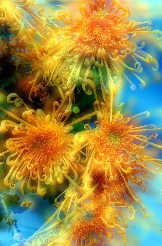 立冬時(shí)節(jié)菊繽紛，唯美菊花攝影！