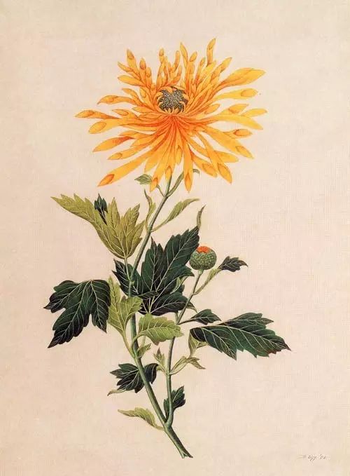 立冬時(shí)節(jié)菊繽紛，唯美菊花攝影！