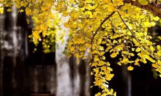 晚秋一抹耀眼金黃，唯美秋天風(fēng)景圖片！