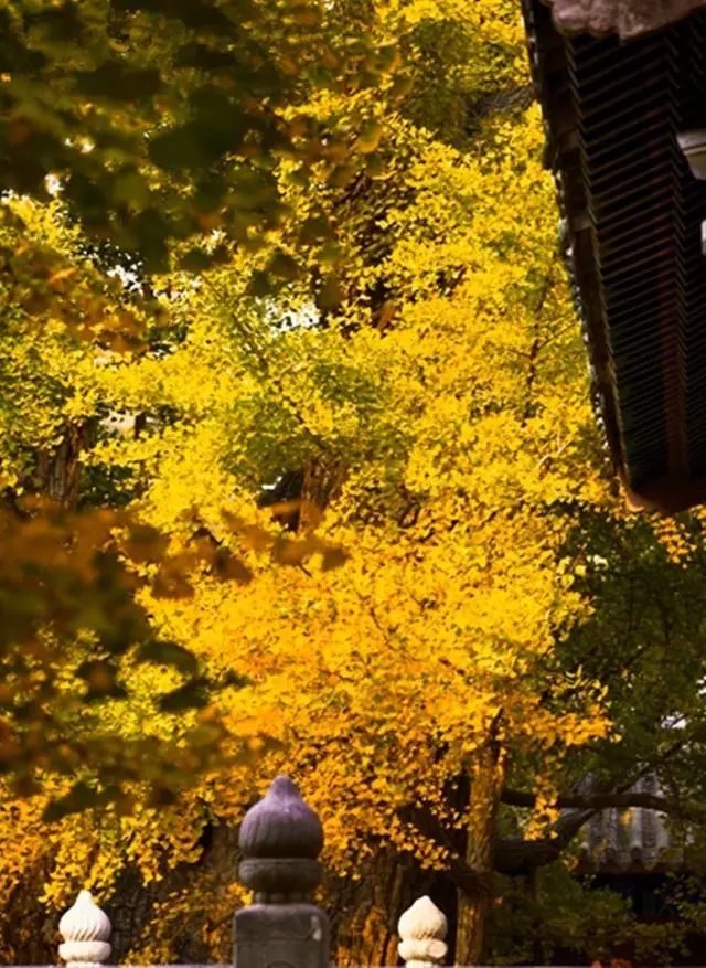 晚秋一抹耀眼金黃，唯美秋天風(fēng)景圖片！