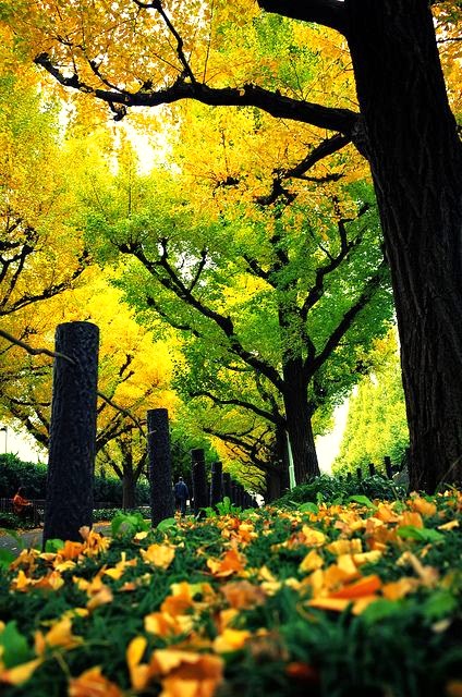 晚秋一抹耀眼金黃，唯美秋天風(fēng)景圖片！