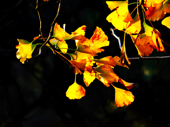 晚秋一抹耀眼金黃，唯美秋天風(fēng)景圖片！