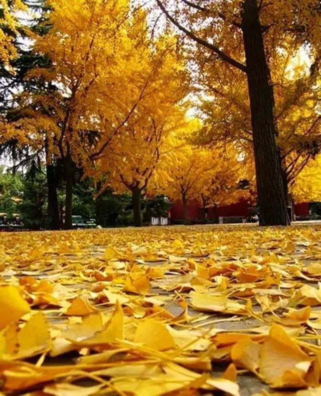 晚秋一抹耀眼金黃，唯美秋天風景圖片！