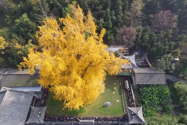 晚秋一抹耀眼金黃，唯美秋天風景圖片！