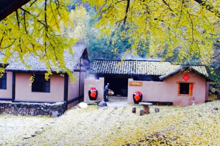 晚秋一抹耀眼金黃，唯美秋天風景圖片！