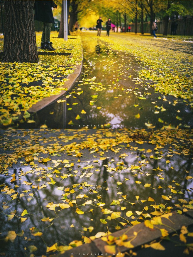 晚秋一抹耀眼金黃，唯美秋天風景圖片！