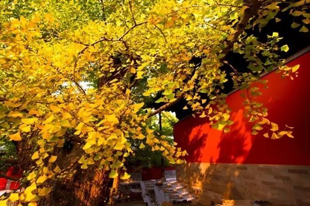 晚秋一抹耀眼金黃，唯美秋天風(fēng)景圖片！