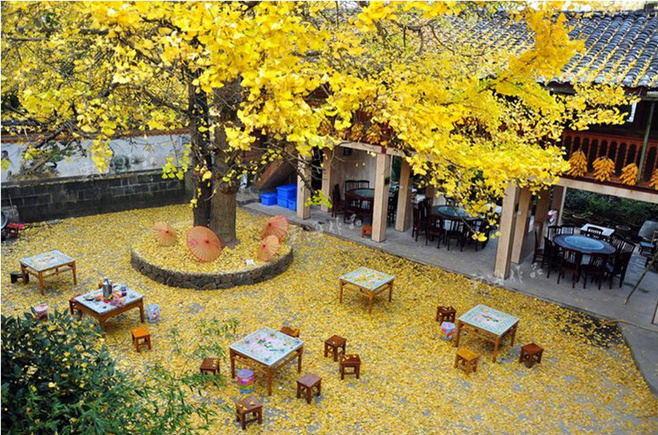 晚秋一抹耀眼金黃，唯美秋天風景圖片！