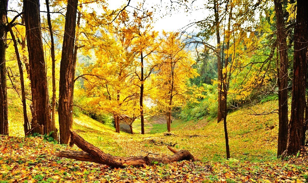 晚秋一抹耀眼金黃，唯美秋天風(fēng)景圖片！