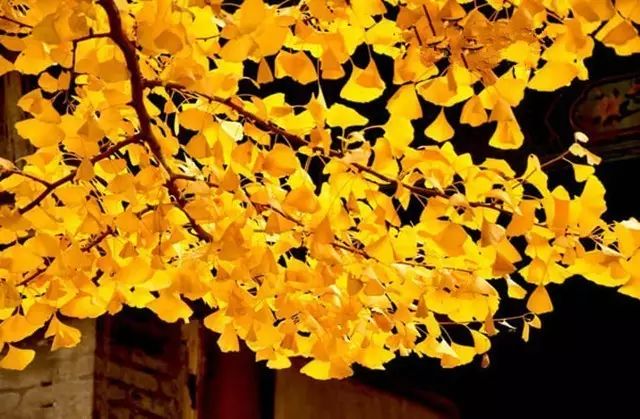 晚秋一抹耀眼金黃，唯美秋天風(fēng)景圖片！