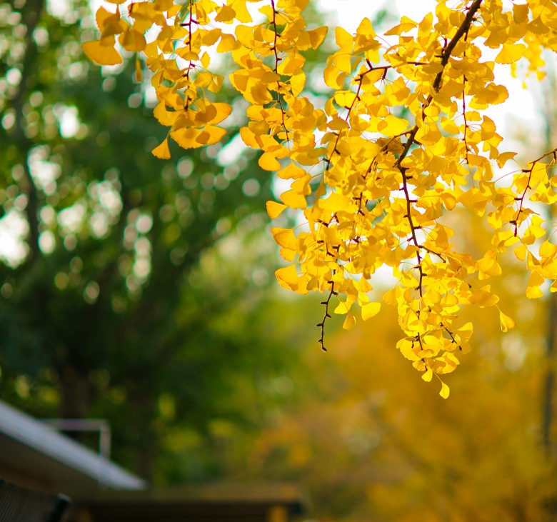 晚秋一抹耀眼金黃，唯美秋天風(fēng)景圖片！