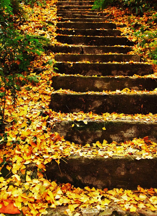 晚秋一抹耀眼金黃，唯美秋天風(fēng)景圖片！