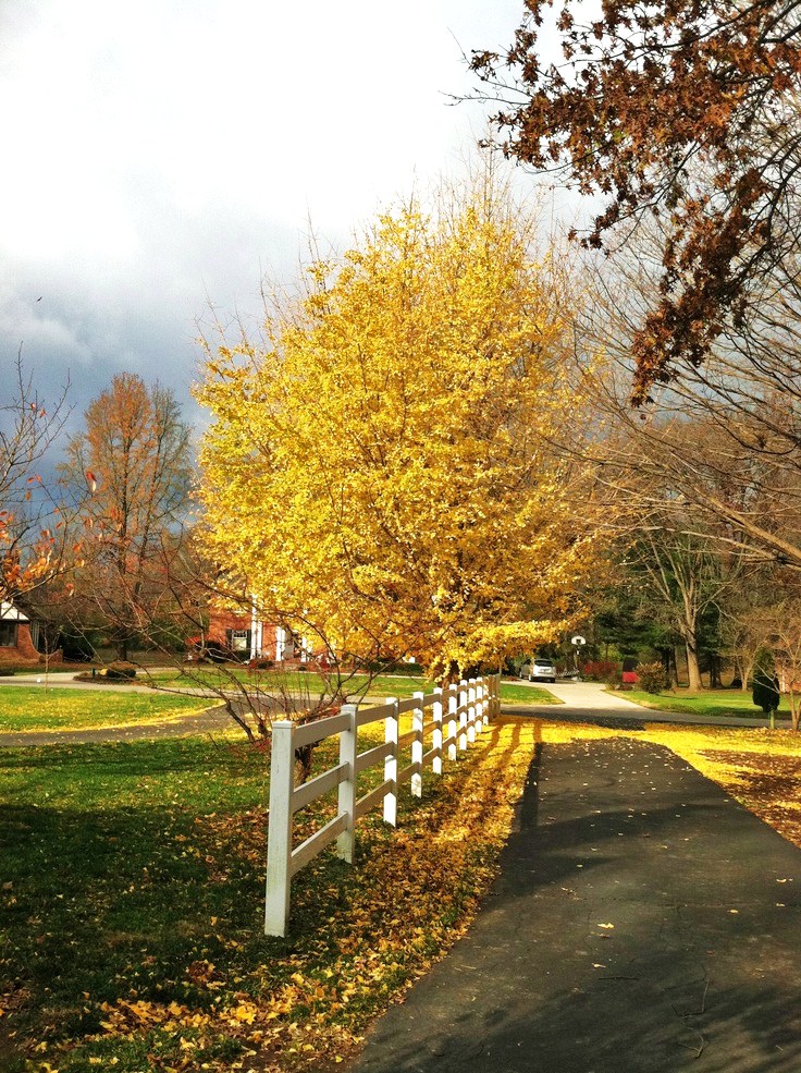 晚秋一抹耀眼金黃，唯美秋天風(fēng)景圖片！
