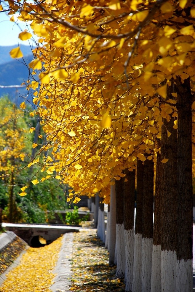 晚秋一抹耀眼金黃，唯美秋天風(fēng)景圖片！